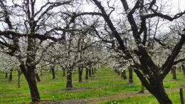 Vergers de prune d'Ente en Dordogne, floraison printemps 2016